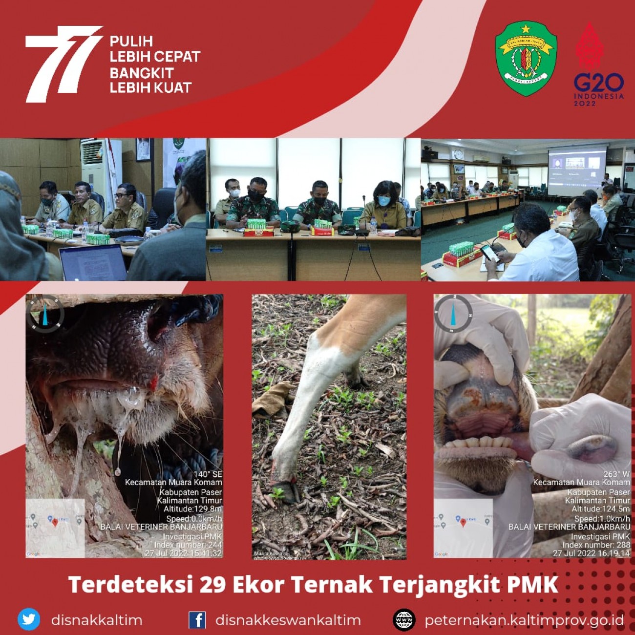 Terdeteksi 29 Ekor Ternak Terjangkit PMK di Kabupaten Paser