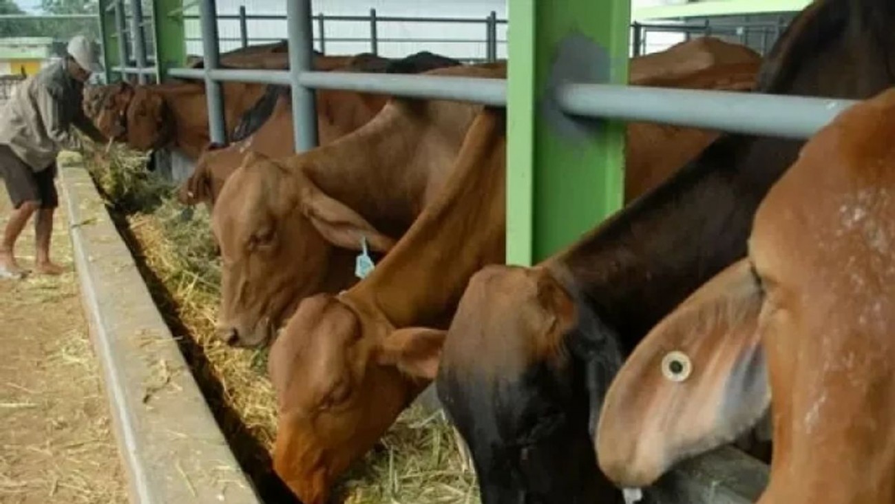 Satgas PMK laporkan 458.477 sapi ternak telah divaksin