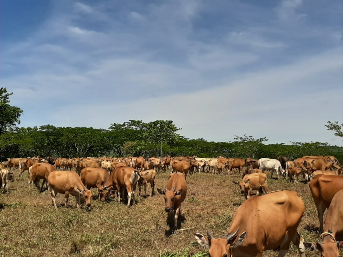 Potensi Pengembangan Kawasan Peternakan berbasis Mini ranch di Kalimantan Timur