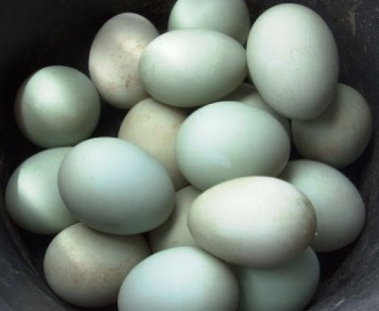 Kaltim Juga Mengkonsumsi Telur Itik Manila