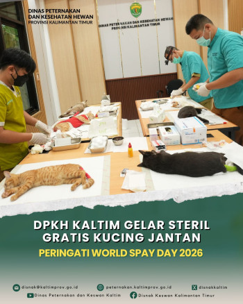 DPKH Kaltim Gelar Steril Gratis Kucing Jantan Peringati World Spay Day 2026