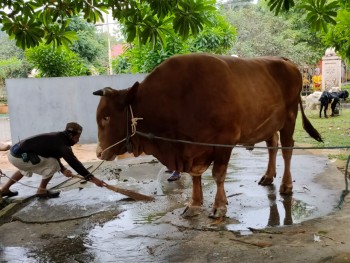 Hewan Qurban Milik Peternak Di Lempake di Beli Presiden Jokowi. Dinas PKH  Himbau Penyembelihan Qurban Gunakan Protokol Kesehatan