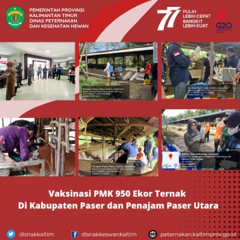 Vaksinasi PMK 950 Ekor Ternak Di Kabupaten Paser dan Penajam Paser Utara