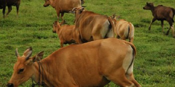 Kalimantan Utara Fokus Ke Peternakan Sapi