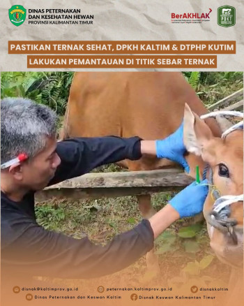 Pastikan Ternak Sehat, DPKH Kaltim & DTPHP Kutim Lakukan Pemantauan di Titik Sebar Ternak