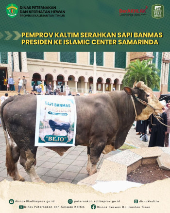 Pemprov Kaltim Serahkan Sapi BANMAS Presiden ke Islamic Center Samarinda