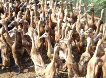 Populasi Itik Kaltim Capai 229.510 Ekor