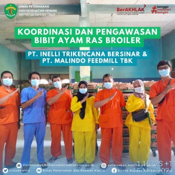 Koordinasi dan Pengawasan Bibit Ayam Ras Broiler PT. Inelli Trikencana Bersinar & PT. Malindo FeedMill TBK