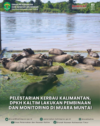 Pelestarian Kerbau Kalimantan, DPKH Kaltim Lakukan Pembinaan dan Monitoring di Muara Muntai
