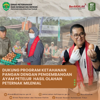 Dukung Program Ketahanan Pangan Dengan Pengembangan Ayam Petelur Hasil Olahan Peternak Milenial