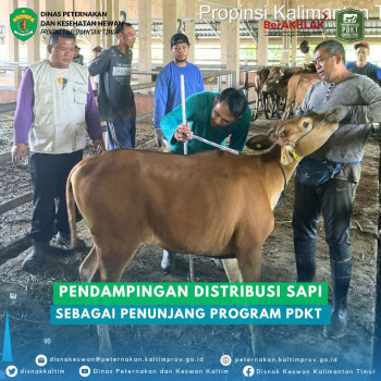 Pendamoingan Distribusi Sapi Sebagai Penunjang Program PDKT