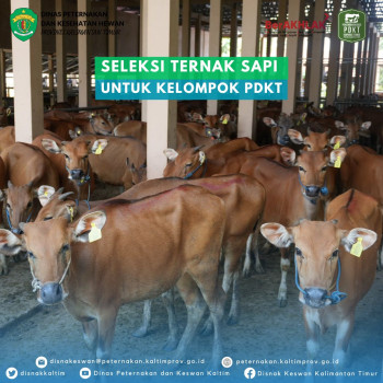 Seleksi Ternak Sapi Untuk Kelompok PDKT