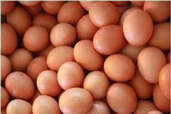 Telur Kaltim Terbanyak Dari Kukar