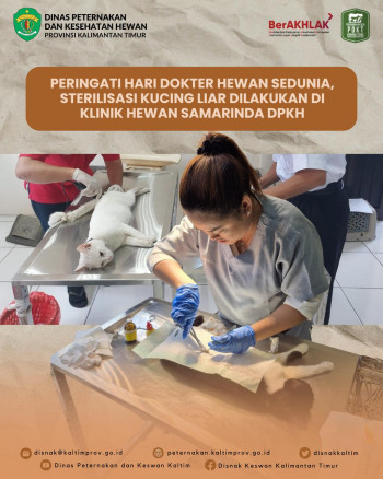 Peringati Hari Dokter Hewan Sedunia, Sterilisasi Kucing Liar Dilakukan di Klinik Hewan Samarinda DPKH