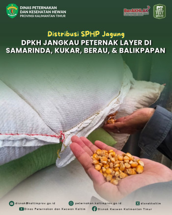 Distribusi SPHP Jagung, DPKH Kaltim Jangkau Peternak Layer di Empat Wilayah
