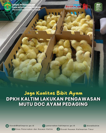 Jaga Kualitas Bibit, DPKH Kaltim melakukan Pengawasan Mutu DOC Ayam Pedaging