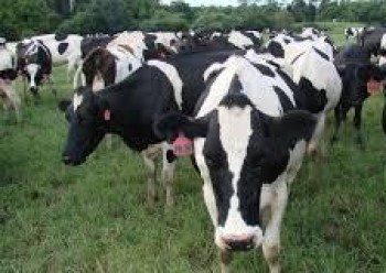 Paser Dapat Bantuan Inka Sapi