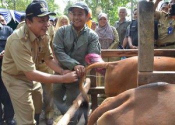 Panen Pedet di Samarinda