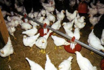 Targetkan 57 Juta Ekor Ayam di Akhir 2014