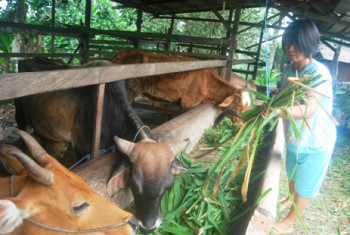 2.200 Sapi Bibit Akan Didistribusikan
