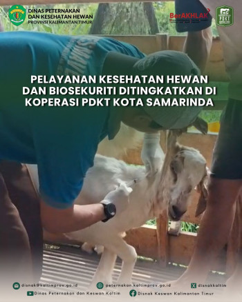 Pelayanan Kesehatan Hewan dan Biosekuriti Ditingkatkan di Koperasi PDKT Kota Samarinda