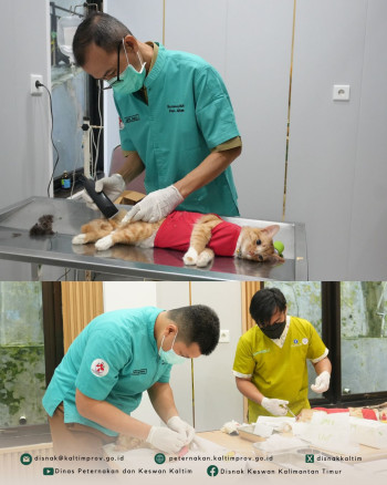 DPKH Kaltim Gelar Steril Gratis Kucing Jantan Peringati World Spay Day 2026