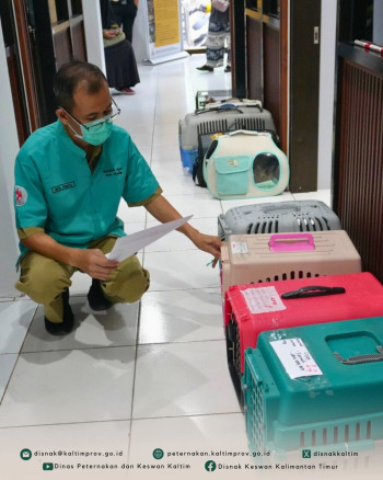 DPKH Kaltim Gelar Steril Gratis Kucing Jantan Peringati World Spay Day 2026