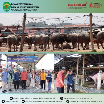 Bencmarking Orientasi & Koordinasi Lalu Lintas Ternak dan Supply Bibit Ternak ke Provinsi Sulawesi Selatan