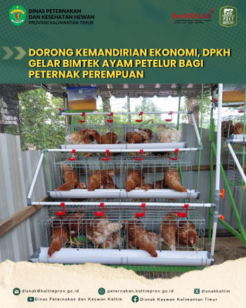 Dorong Kemandirian Ekonomi, DPKH Kaltim Gelar Bimtek Ayam Petelur bagi Peternak Perempuan