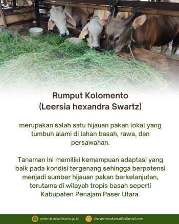Rumput Kolomento (Leersia hexandra Swartz) sebagai Hijauan Pakan Lokal Potensial