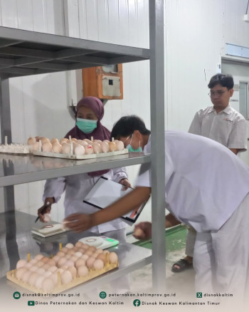 Koordinasi dan Pengawasan Mutu Bibit Ayam di Hatchery PT Japfa Comfeed Indonesia