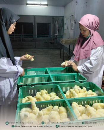 Koordinasi dan Pengawasan Mutu Bibit Ayam di Hatchery PT Japfa Comfeed Indonesia
