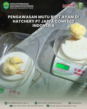 Koordinasi dan Pengawasan Mutu Bibit Ayam di Hatchery PT Japfa Comfeed Indonesia