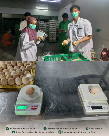 Koordinasi dan Pengawasan Mutu Bibit Ayam di Hatchery PT Japfa Comfeed Indonesia