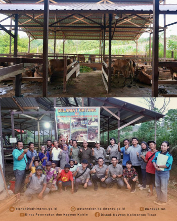 DPKH Kaltim Tinjau Lokasi Pengembangan Desa Korporasi Ternak (PDKT) di Kutai Barat