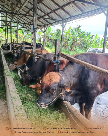 DPKH Kaltim Dampingi Kunjungan Kerja Pansus DPRD Kaltim ke Lokasi Pengembangan Desa Korporasi Ternak (PDKT) di Kab. Kukar