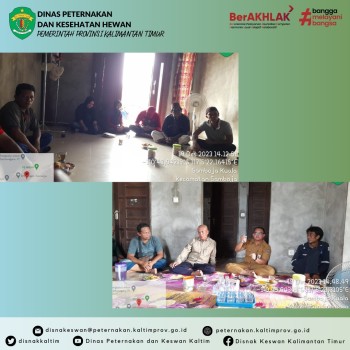Sosialisasi Pengembangan Budidaya Sapi Potong di Kabupaten Kutai Kartanegara