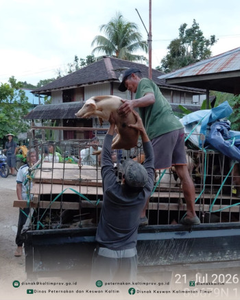 DPKH Kaltim Bekali Penerima Bantuan dengan Bimtek Budidaya Ternak Babi di Kutai Timur