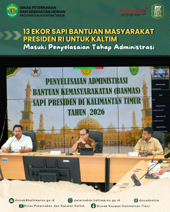 13 Ekor Sapi Bantuan Masyarakat Presiden RI untuk Kaltim Masuki Penyelasaian Tahap Administrasi