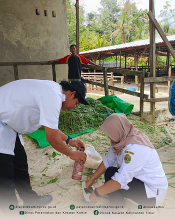 Peternak PDKT Samarinda Dibekali Keterampilan Membuat Silase untuk Ketahanan Pakan
