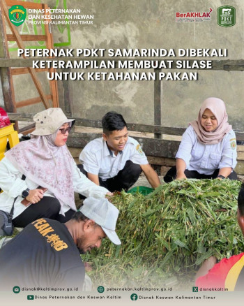 Peternak PDKT Samarinda Dibekali Keterampilan Membuat Silase untuk Ketahanan Pakan