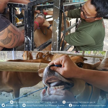Supervisi Pengadaan Ternak Sapi Bali Sebagai Upaya Mendukung Pogram PDKT