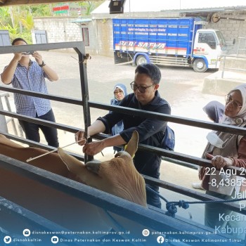 Supervisi Pengadaan Ternak Sapi Bali Sebagai Upaya Mendukung Pogram PDKT