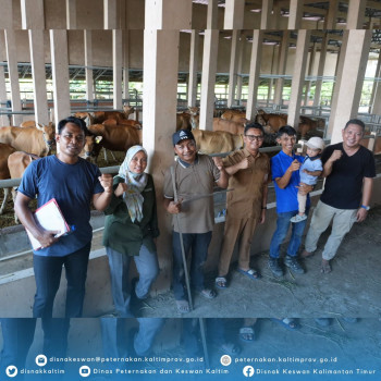 Seleksi Ternak Sapi Untuk Kelompok PDKT