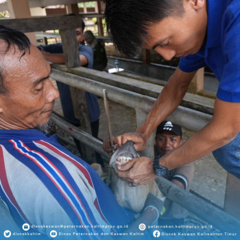 Seleksi Ternak Sapi Untuk Kelompok PDKT