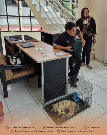 Peringati Hari Dokter Hewan Sedunia, Sterilisasi Kucing Liar Dilakukan di Klinik Hewan Samarinda DPKH