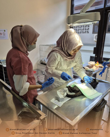 Peringati Hari Dokter Hewan Sedunia, Sterilisasi Kucing Liar Dilakukan di Klinik Hewan Samarinda DPKH