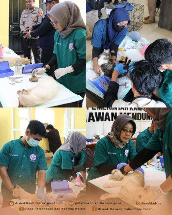 Kastrasi Hewan Penular Rabies di Pulau Derawan Dalam Rangka World Rabies Day Tahun 2025
