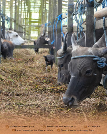 Bahas Kelanjutan Kerja Sama Peternakan, DPKH Kaltim Sambut Kedatangan Prov Gorontalo & Kunjungan ke RPH Tanah Merah