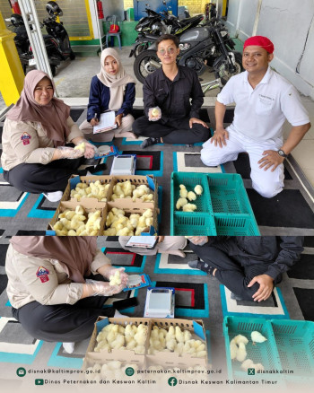 Jaga Kualitas Bibit, DPKH Kaltim melakukan Pengawasan Mutu DOC Ayam Pedaging